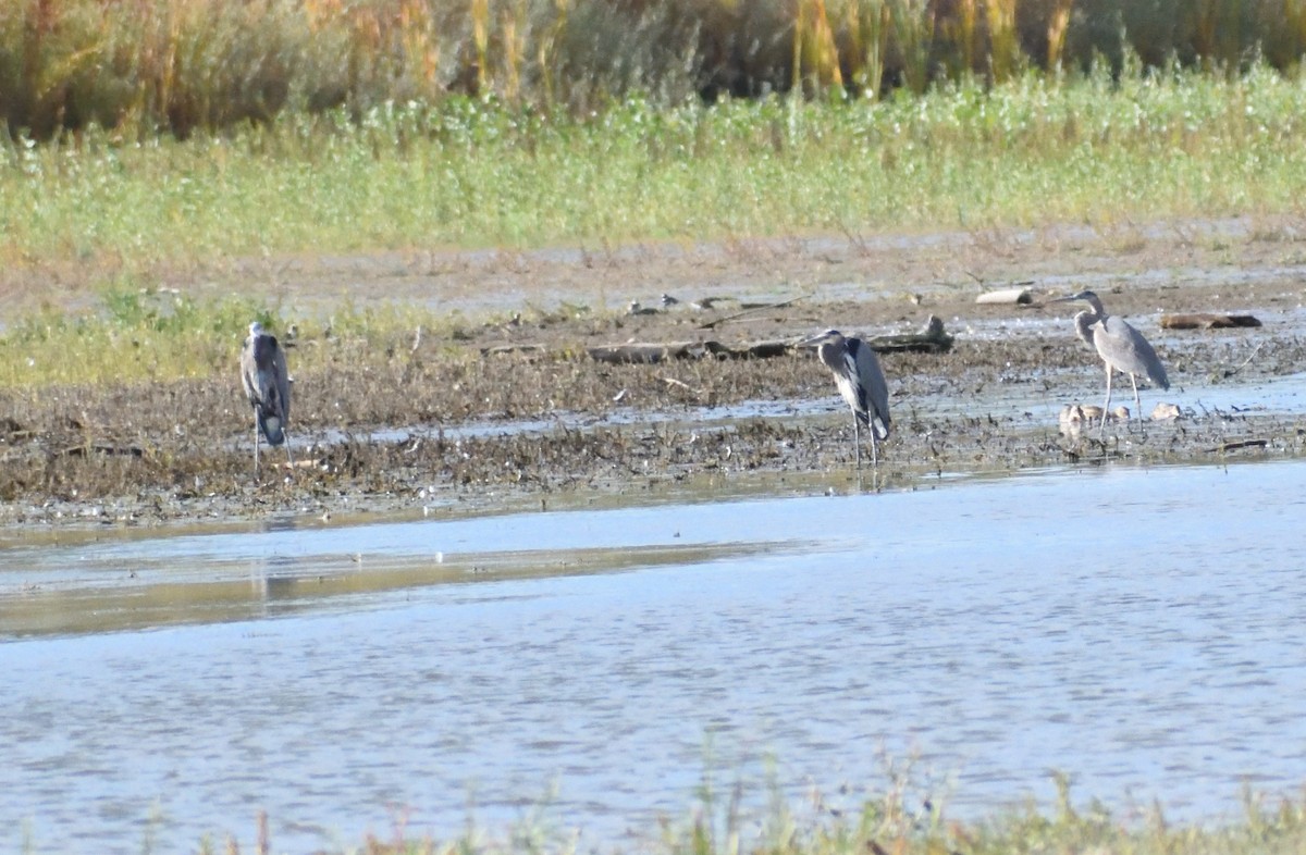 Great Blue Heron - ML646316120