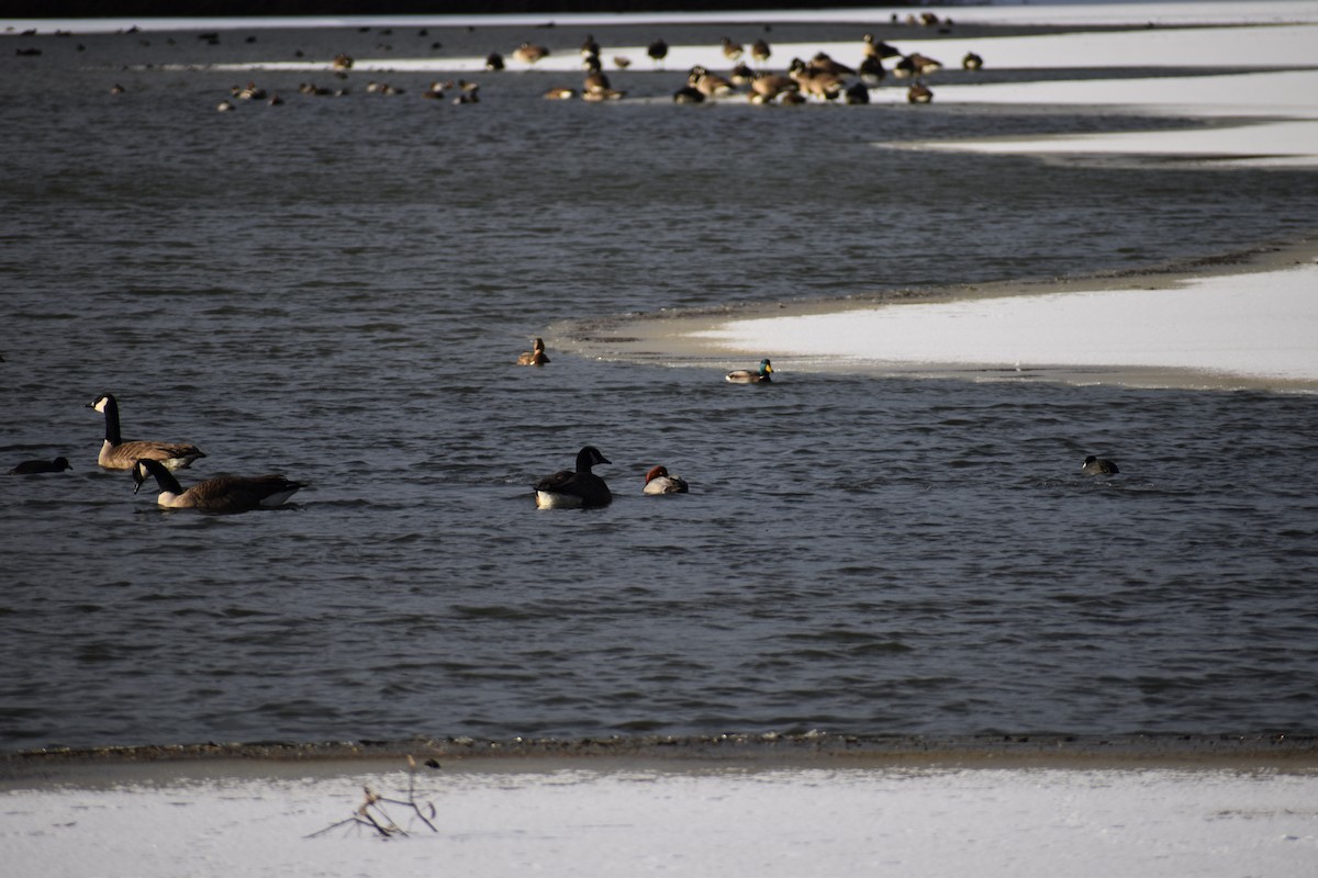 アメリカホシハジロ - ML646316121