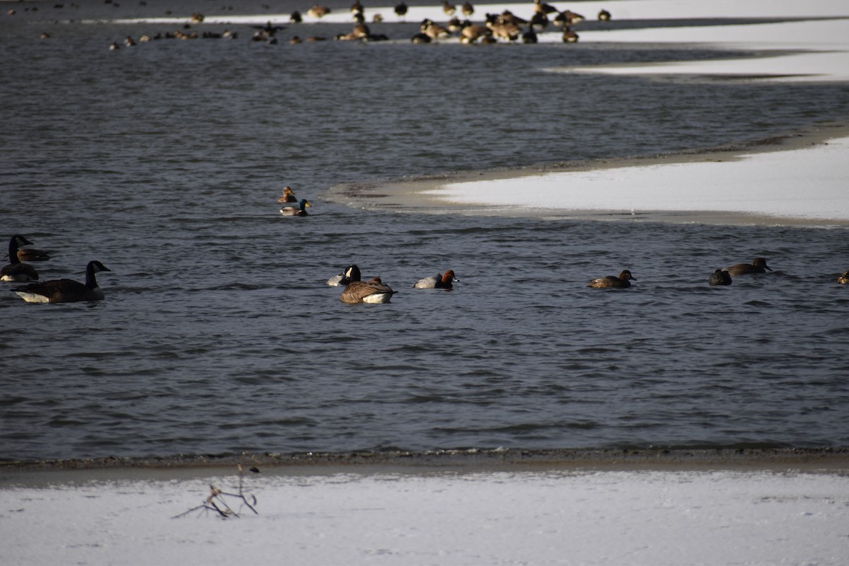 アメリカホシハジロ - ML646316123