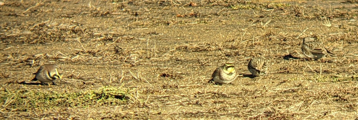 Horned Lark - ML646316124