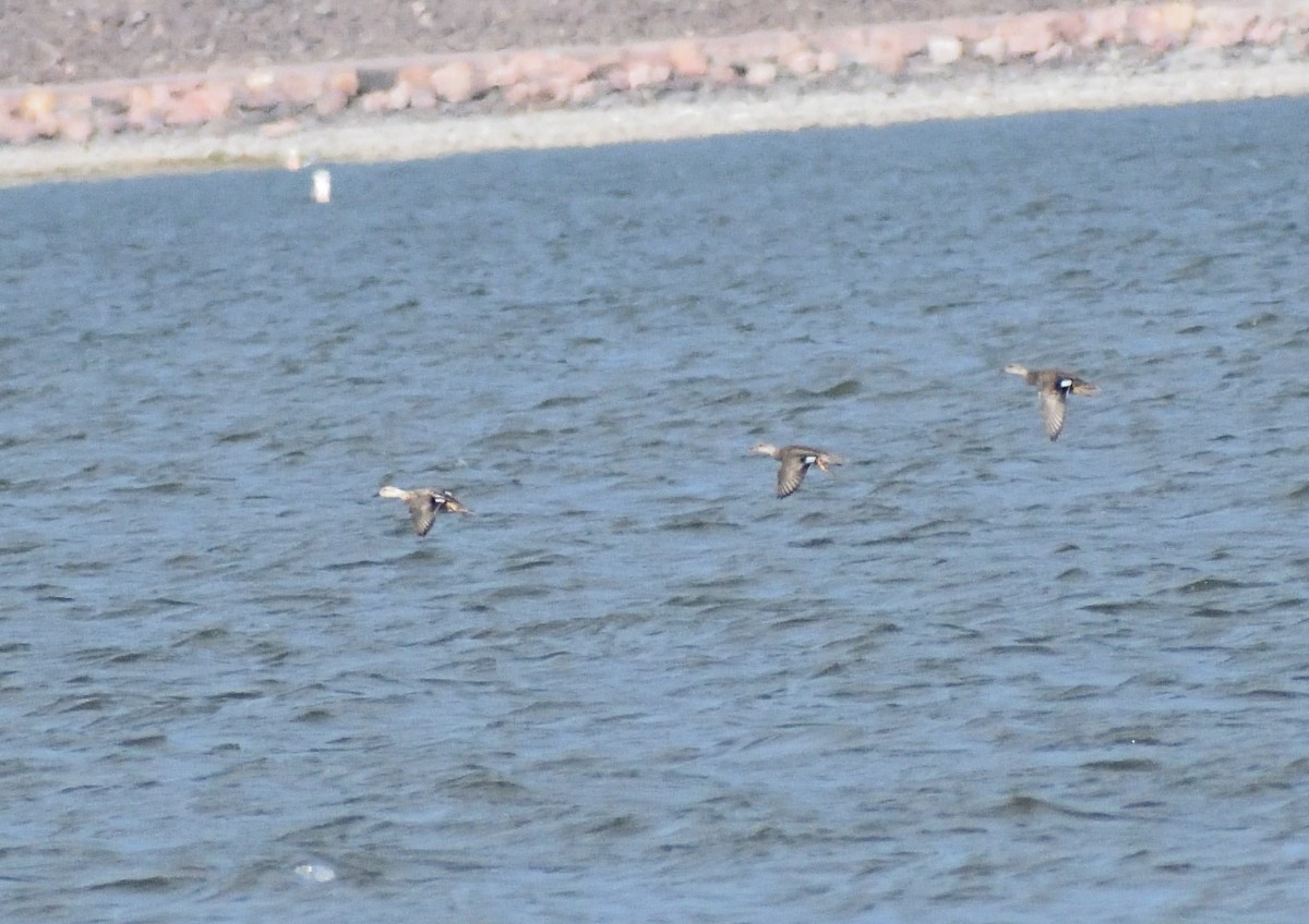 オカヨシガモ - ML646316126