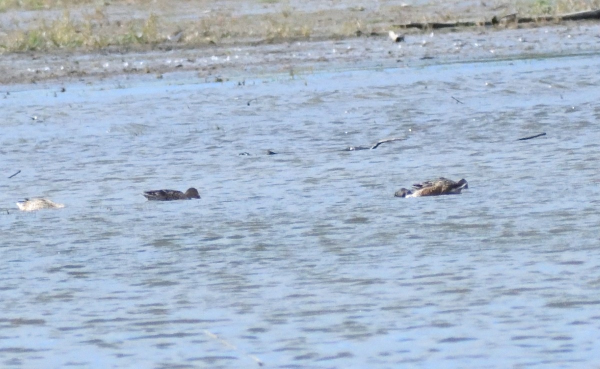 Northern Shoveler - ML646316133