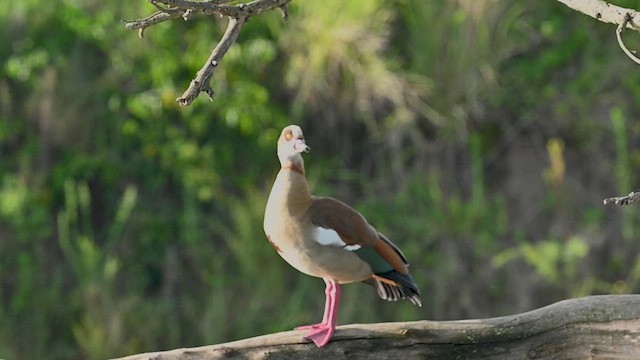 Ganso del Nilo - ML646316137