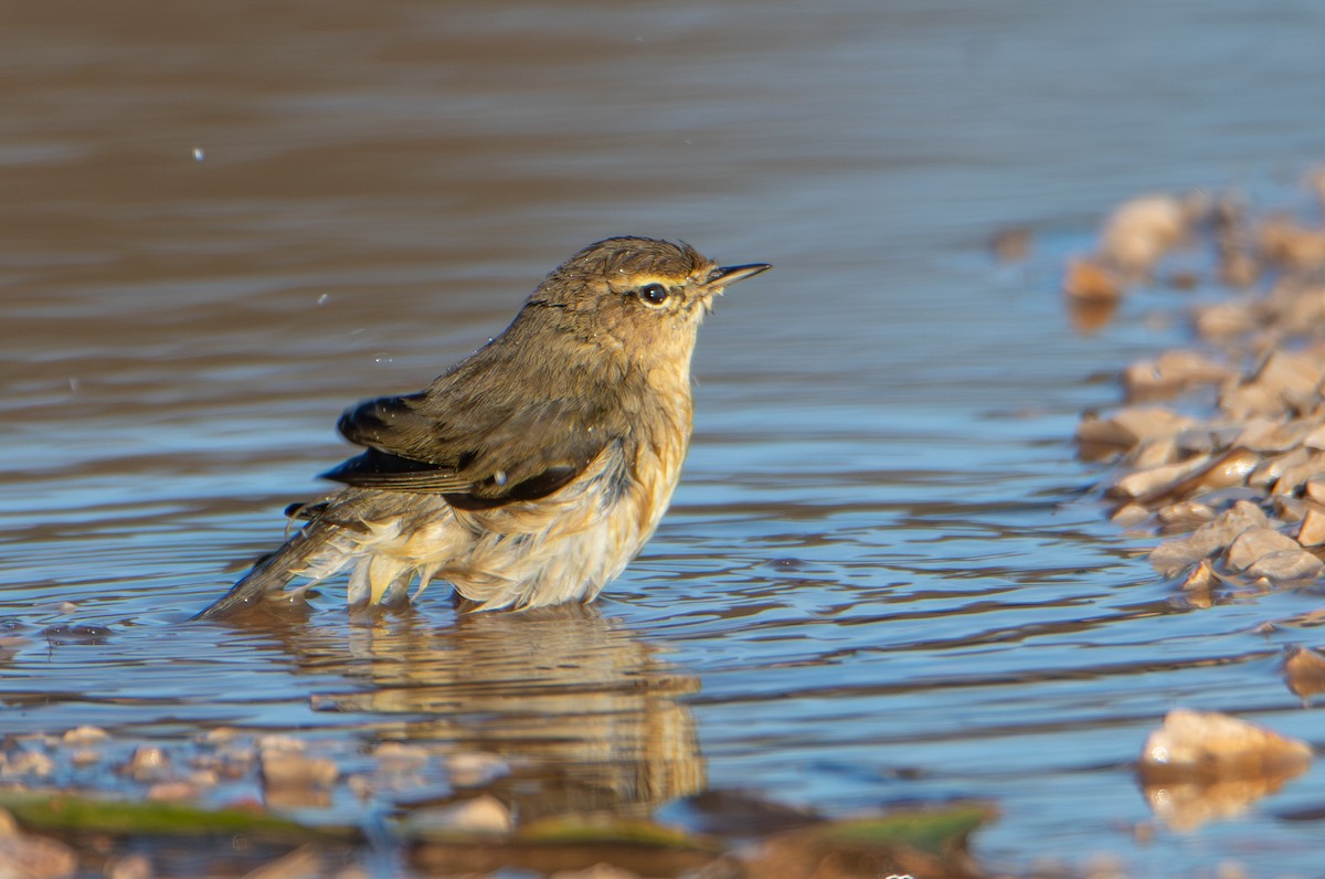 Common Chiffchaff - ML646316140