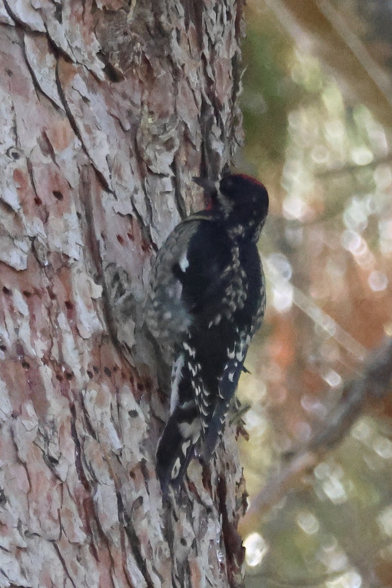 Rotnacken-Saftlecker - ML646316141