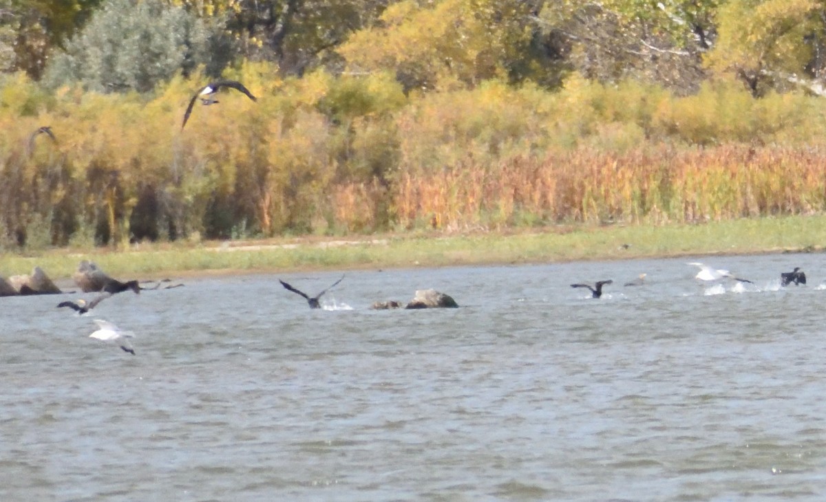 Double-crested Cormorant - ML646316143