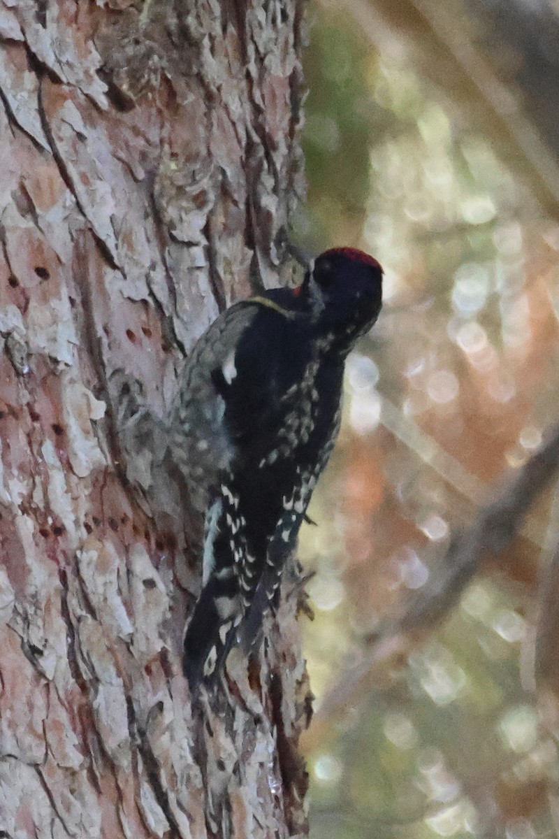 Rotnacken-Saftlecker - ML646316144