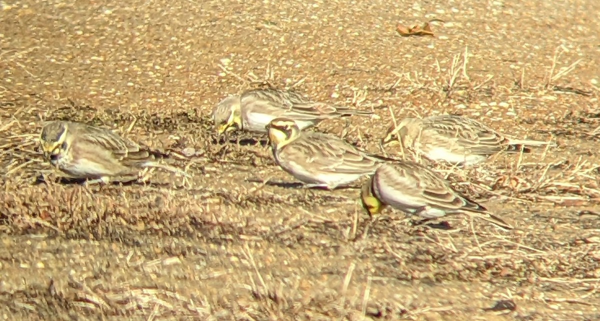 Horned Lark - ML646316145