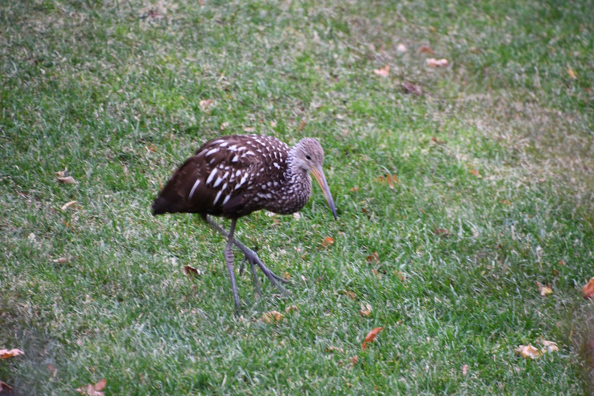 Limpkin - ML646316150