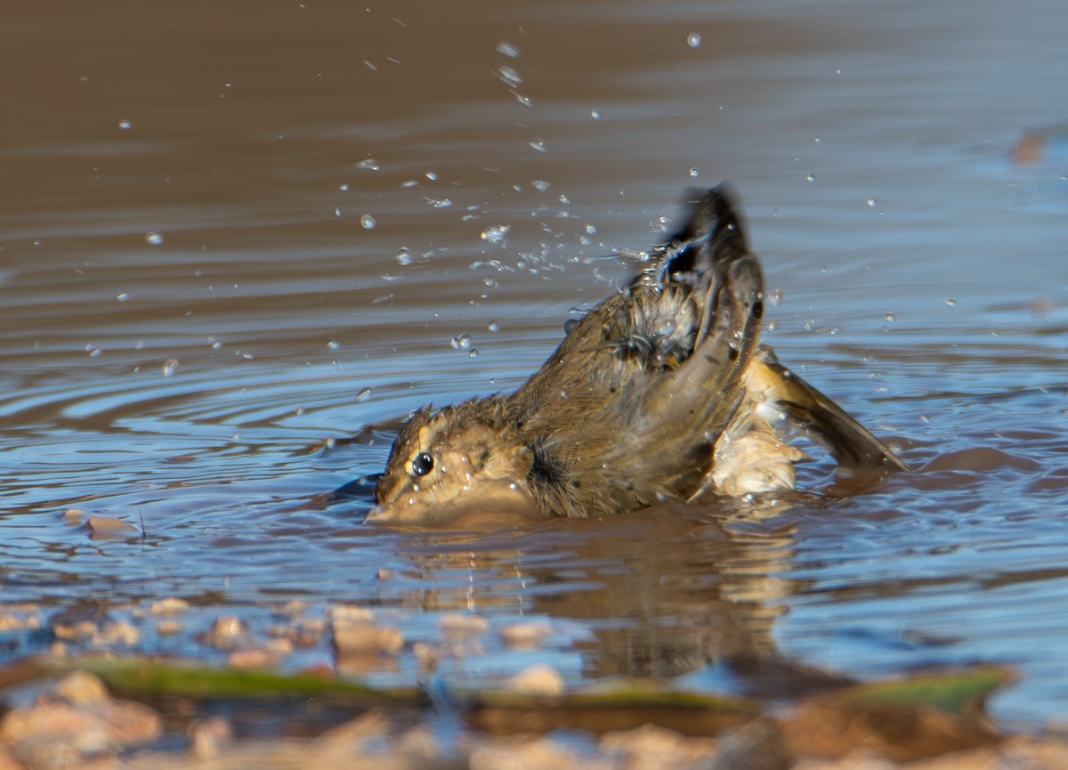 Common Chiffchaff - ML646316151