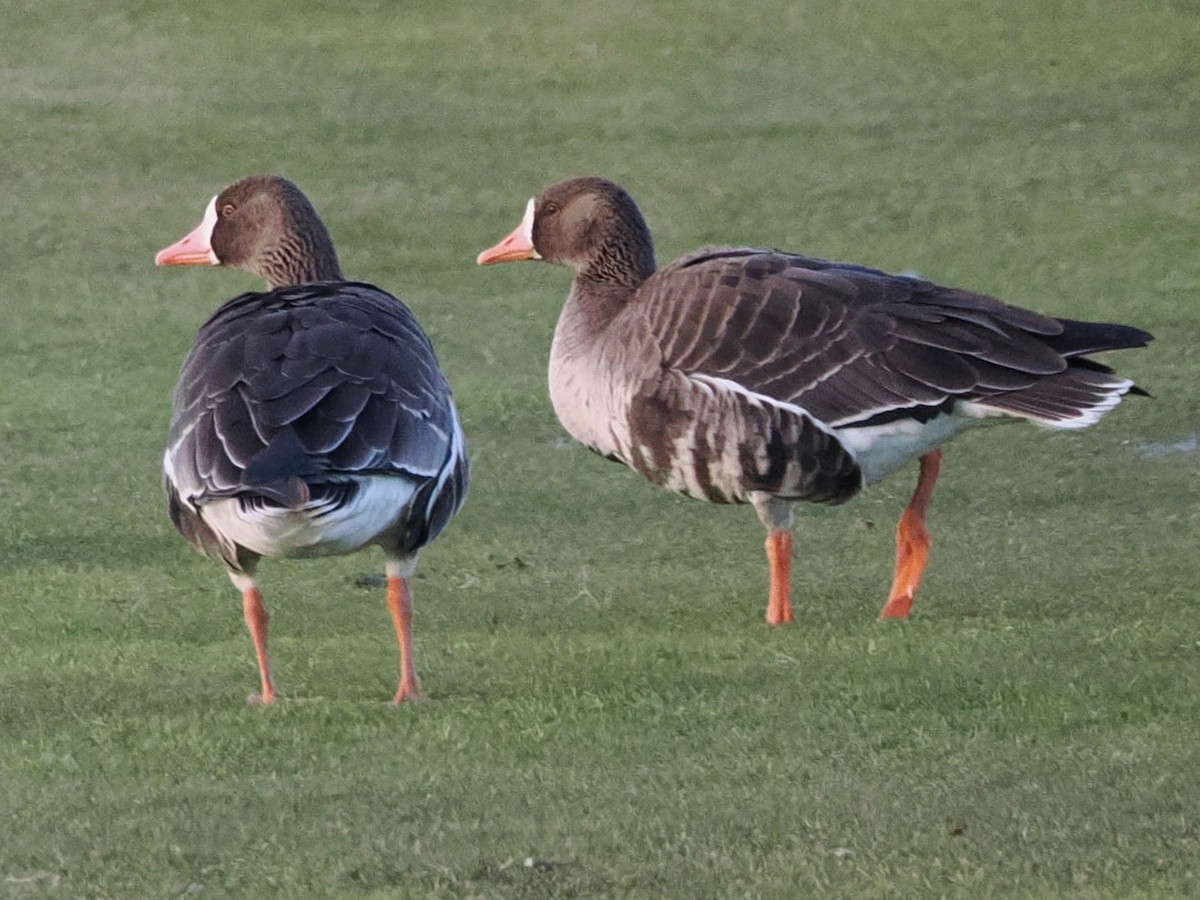 Greater White-fronted Goose (Western) - ML646316154