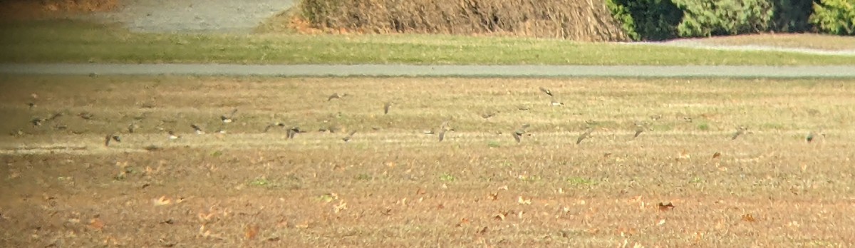 Horned Lark - ML646316157