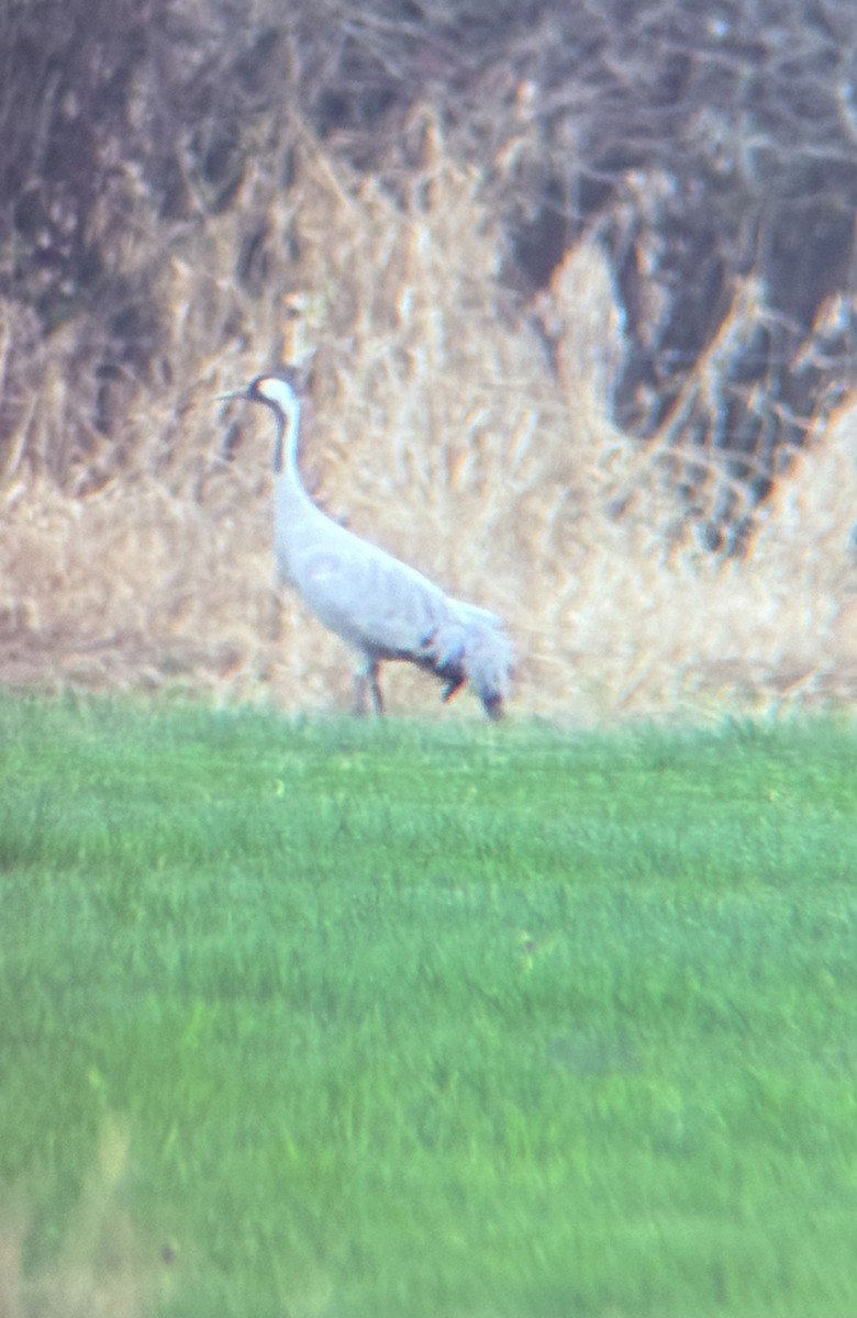 Common Crane - ML646316159