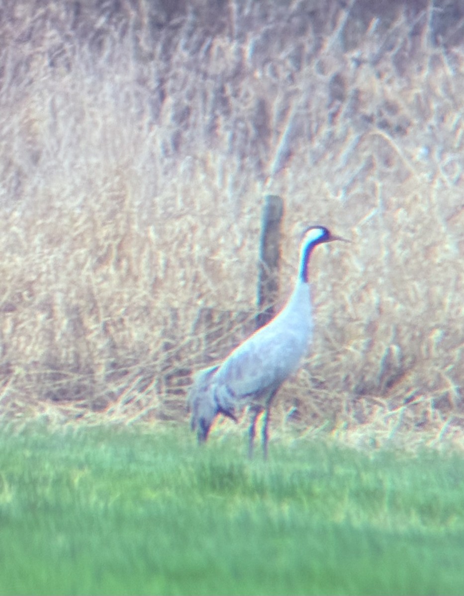 Common Crane - ML646316160