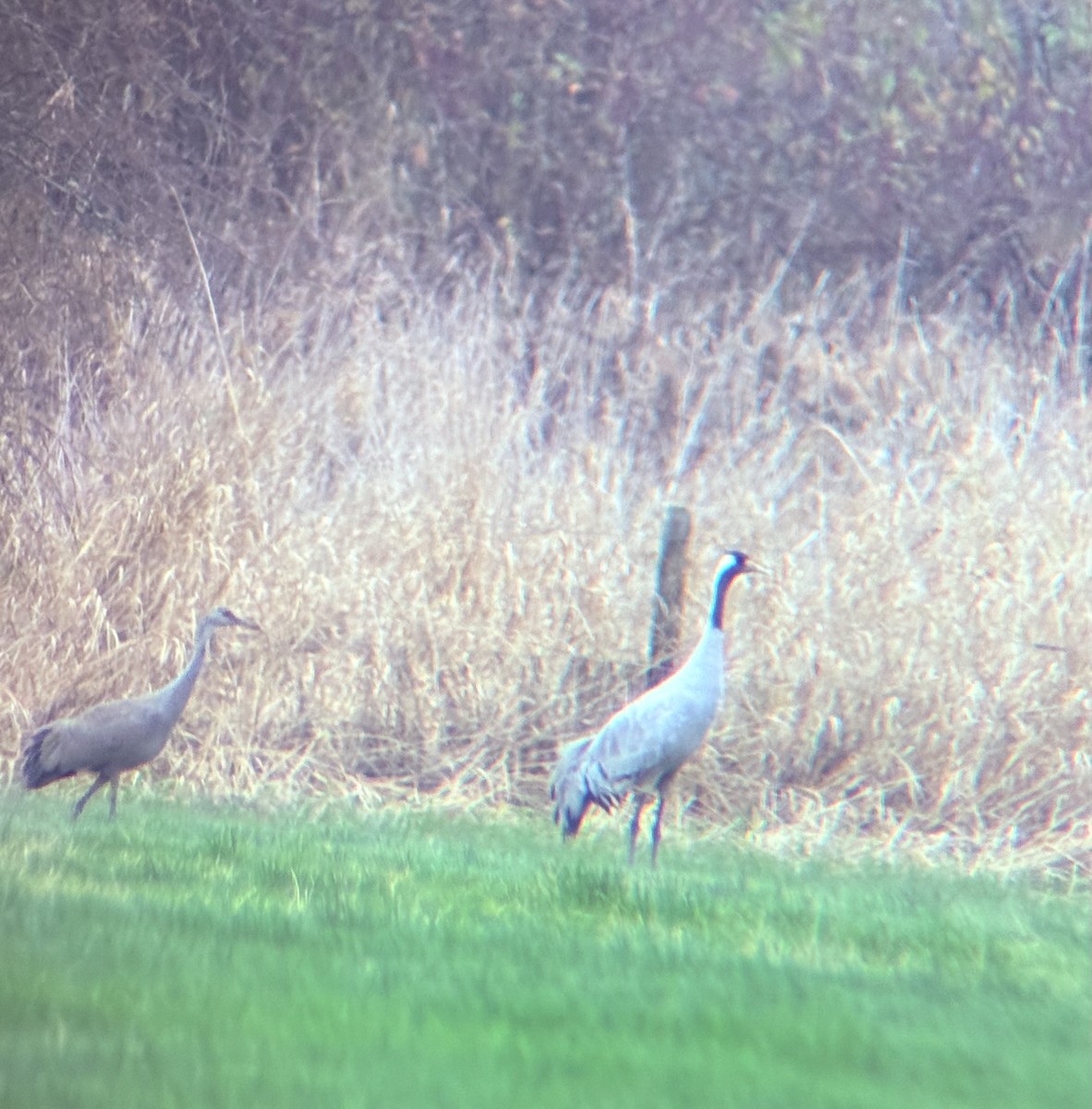 Common Crane - ML646316161