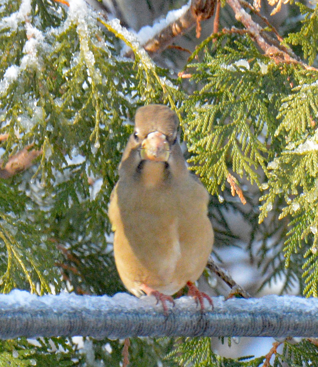 Sarı Kaşlı Kocabaş - ML646316162