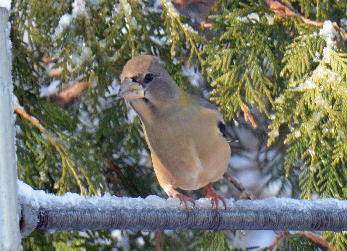 Sarı Kaşlı Kocabaş - ML646316164