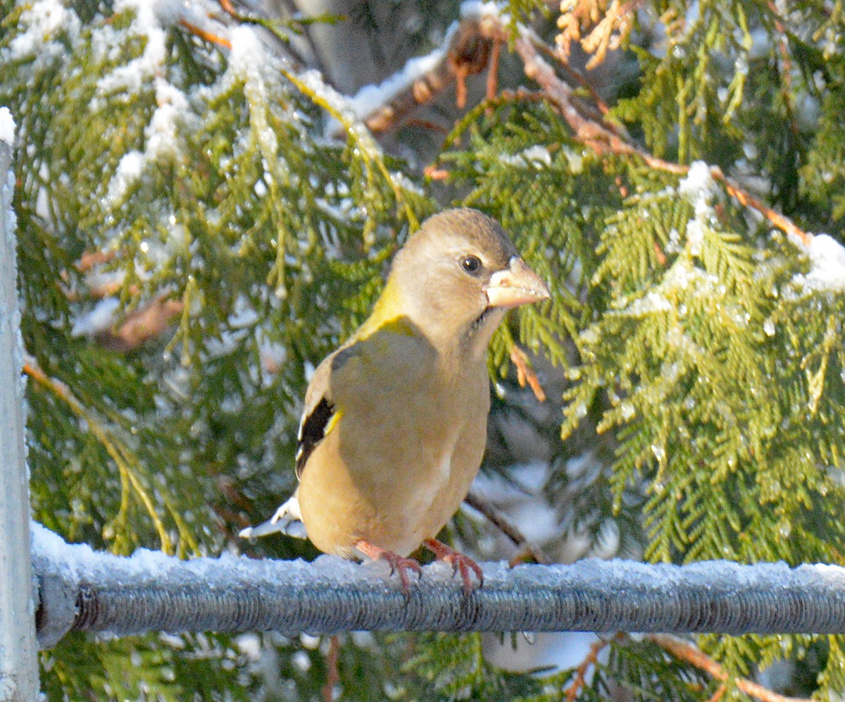 Sarı Kaşlı Kocabaş - ML646316165