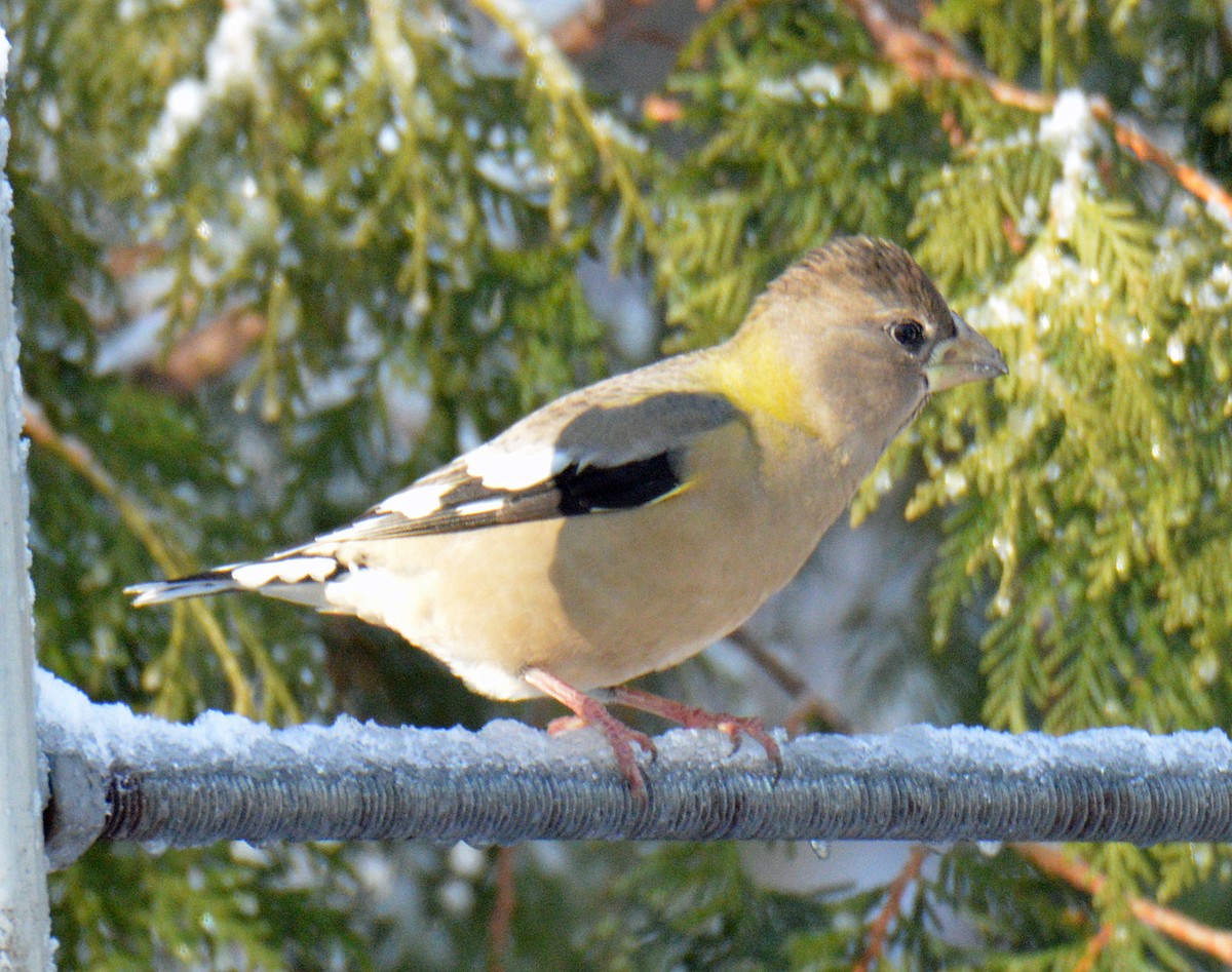 Sarı Kaşlı Kocabaş - ML646316167