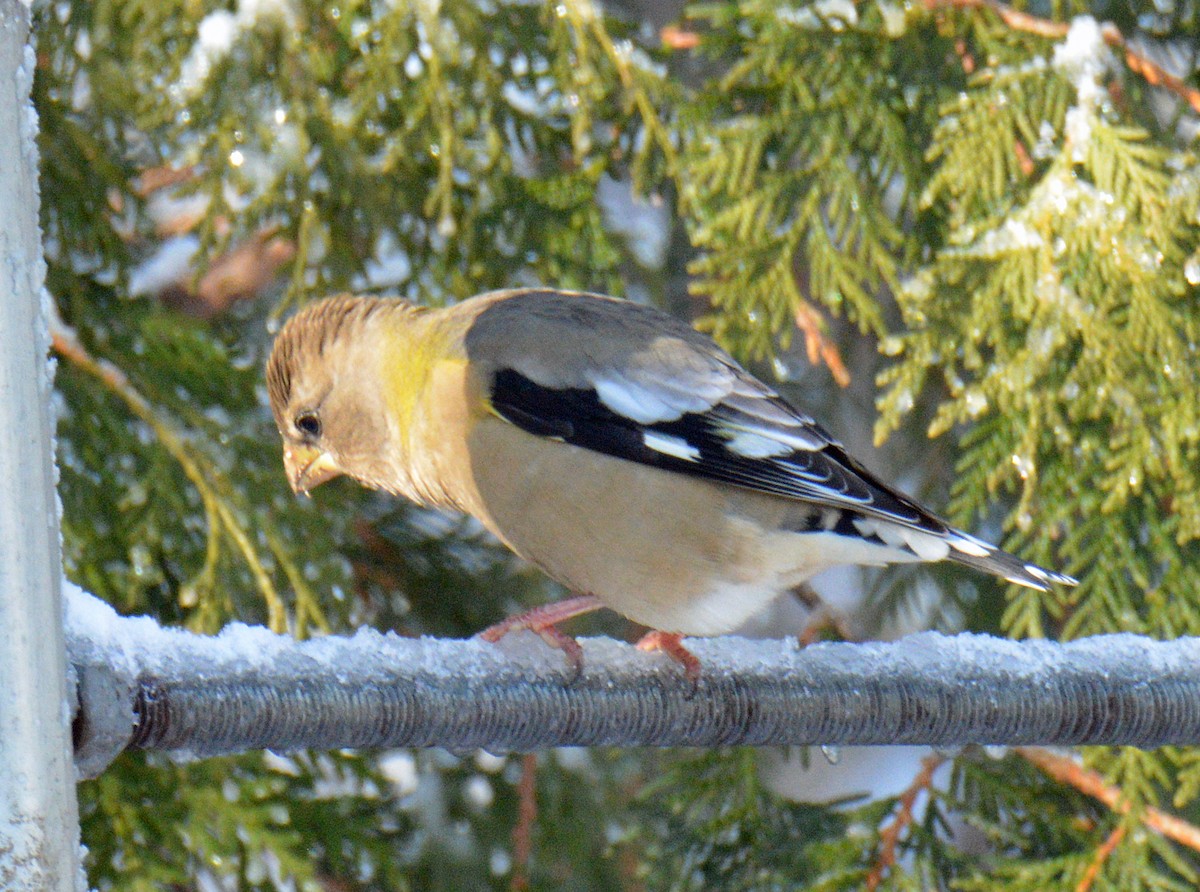 Sarı Kaşlı Kocabaş - ML646316168