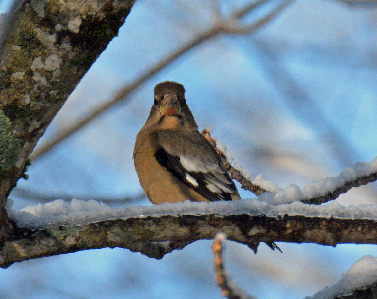 Sarı Kaşlı Kocabaş - ML646316169