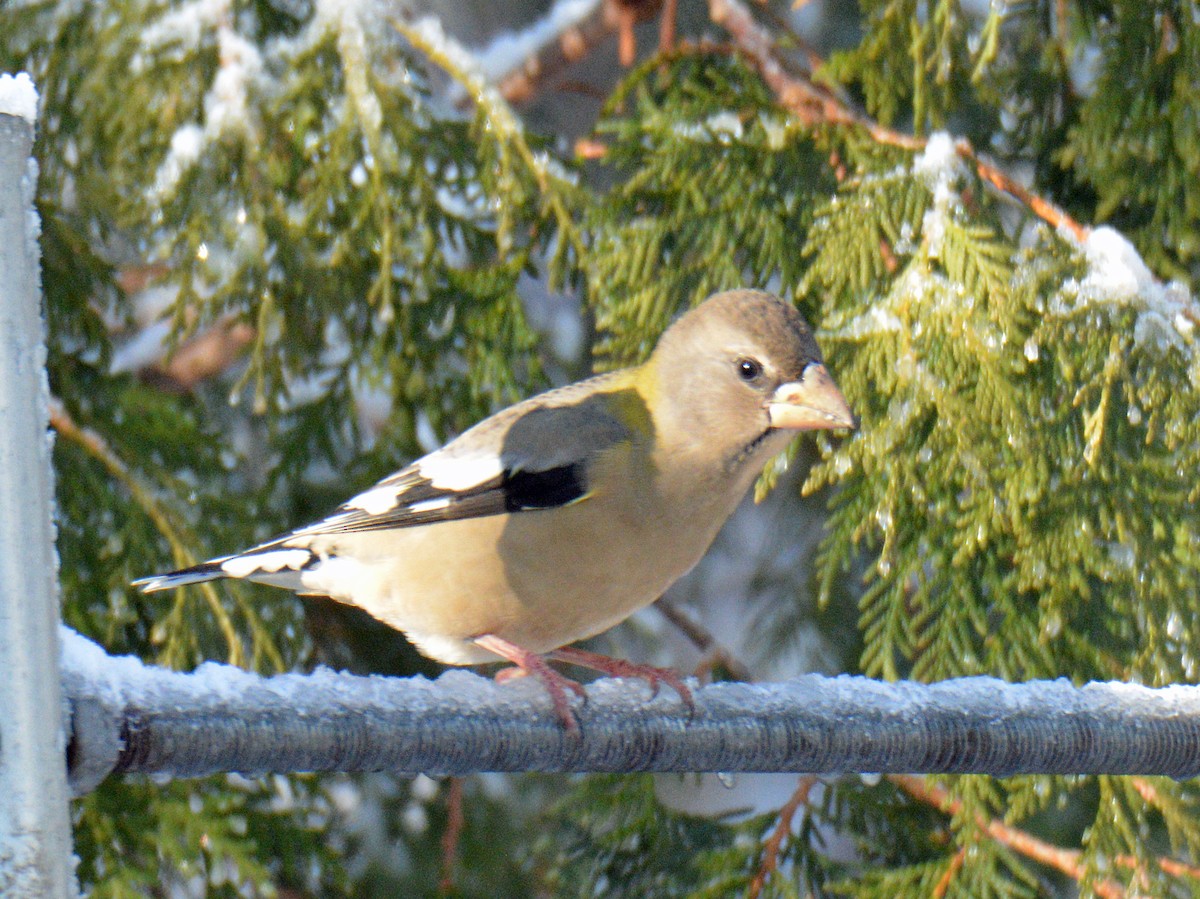 Sarı Kaşlı Kocabaş - ML646316172