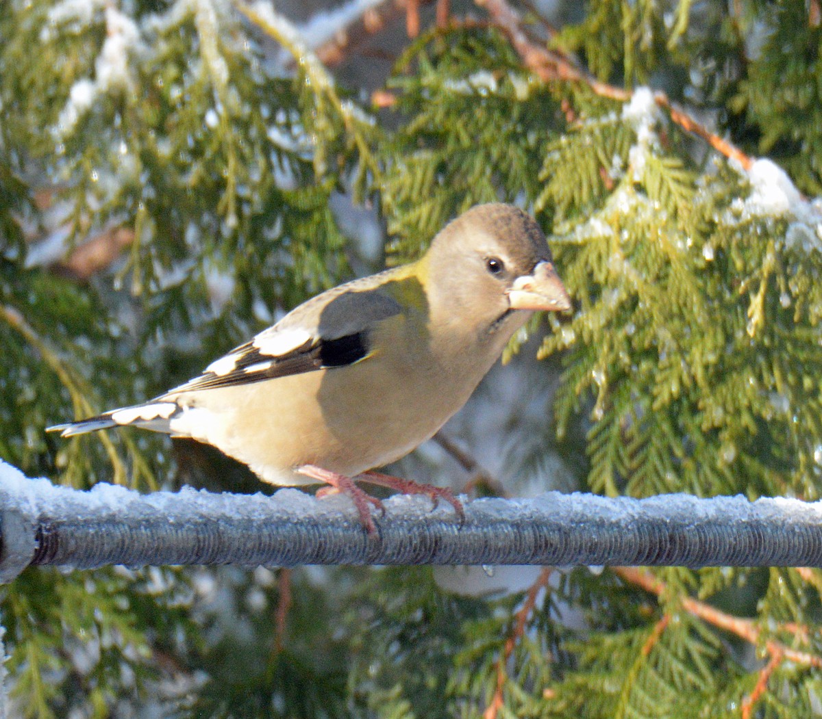 Sarı Kaşlı Kocabaş - ML646316173
