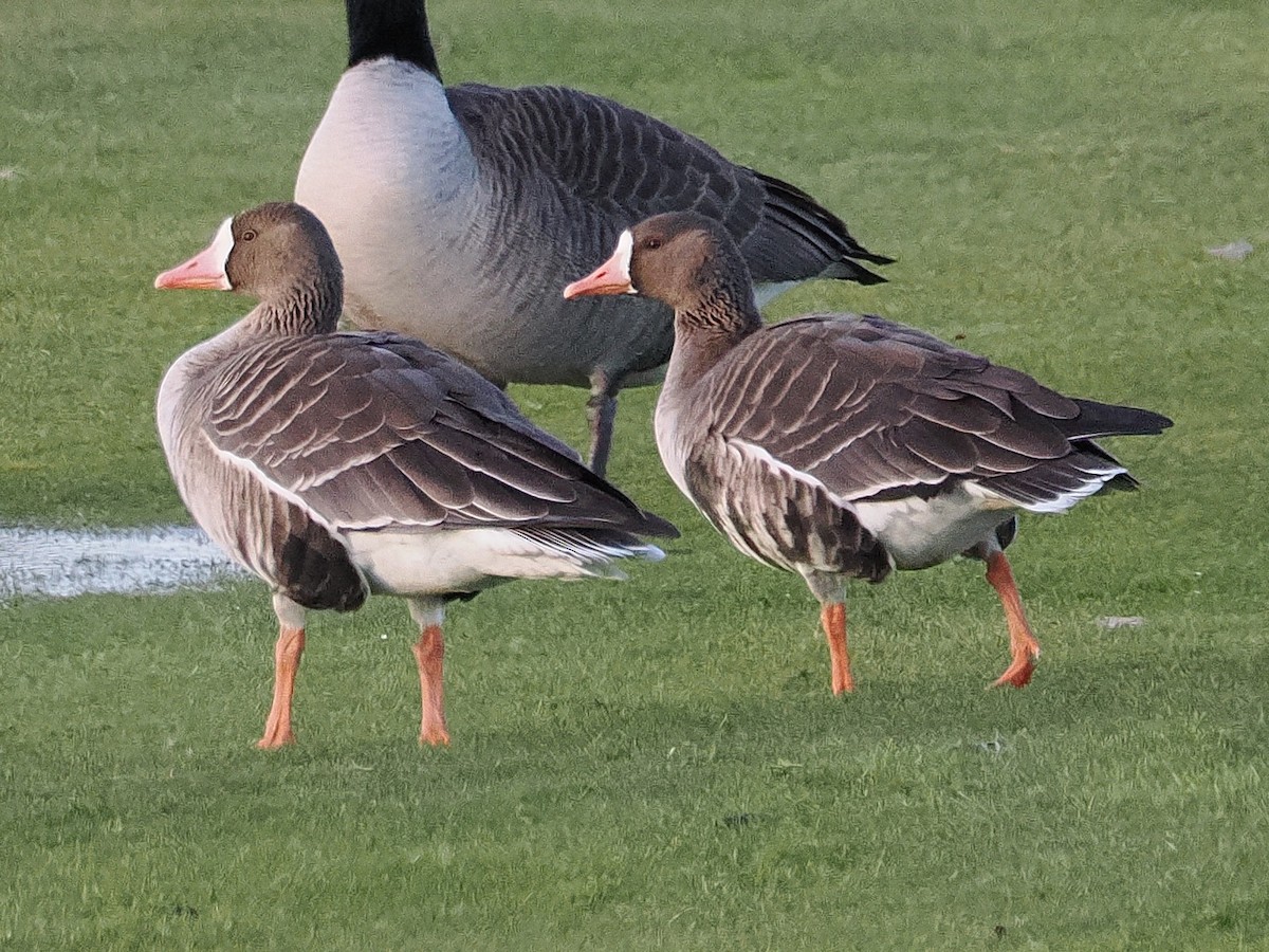 Greater White-fronted Goose (Western) - ML646316176