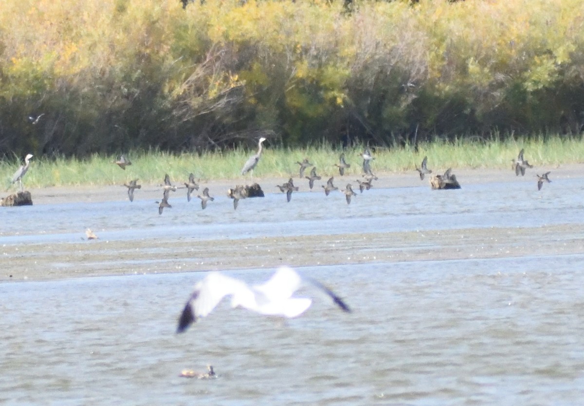 Green-winged Teal - ML646316178