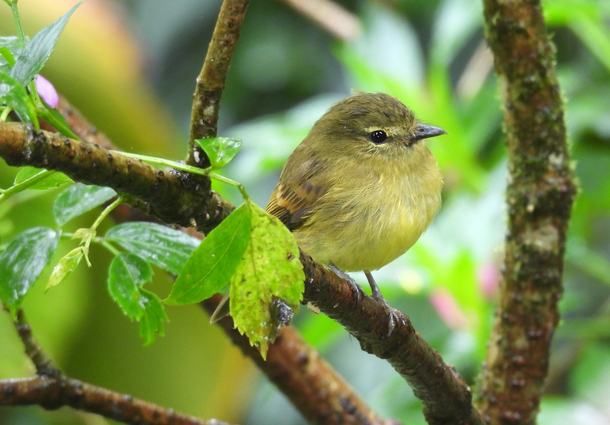 Flavescent Flycatcher - ML646316181