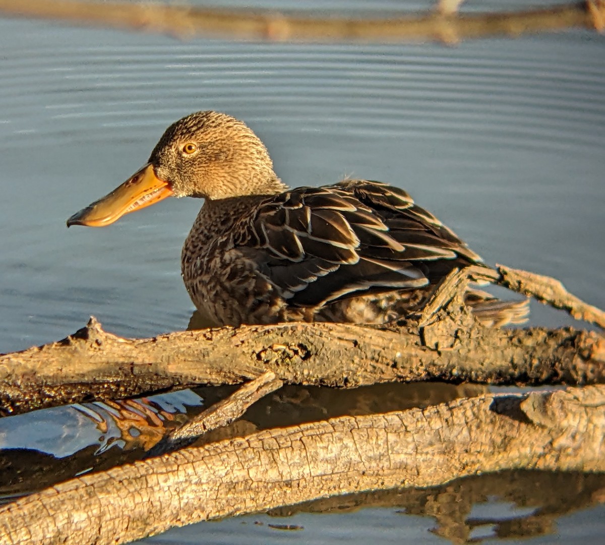 Northern Shoveler - ML646316182