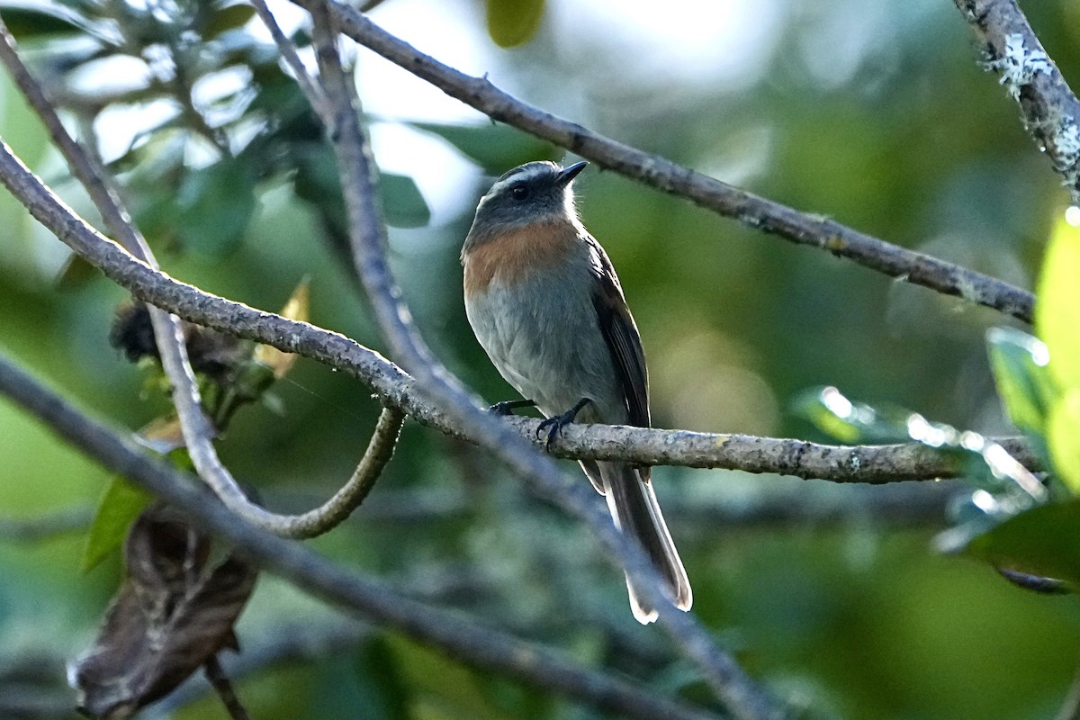 Rufous-breasted Chat-Tyrant - ML646316190
