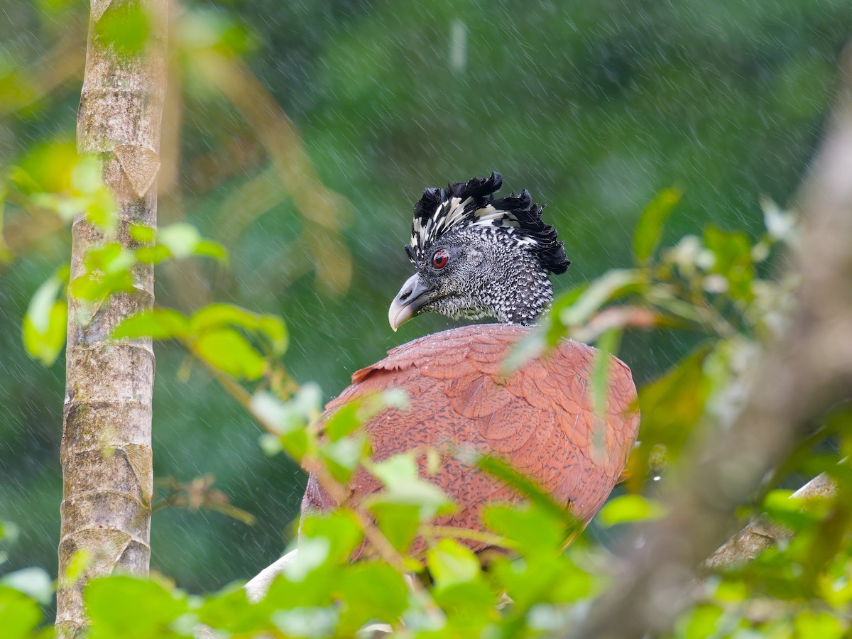 Great Curassow - ML646316197