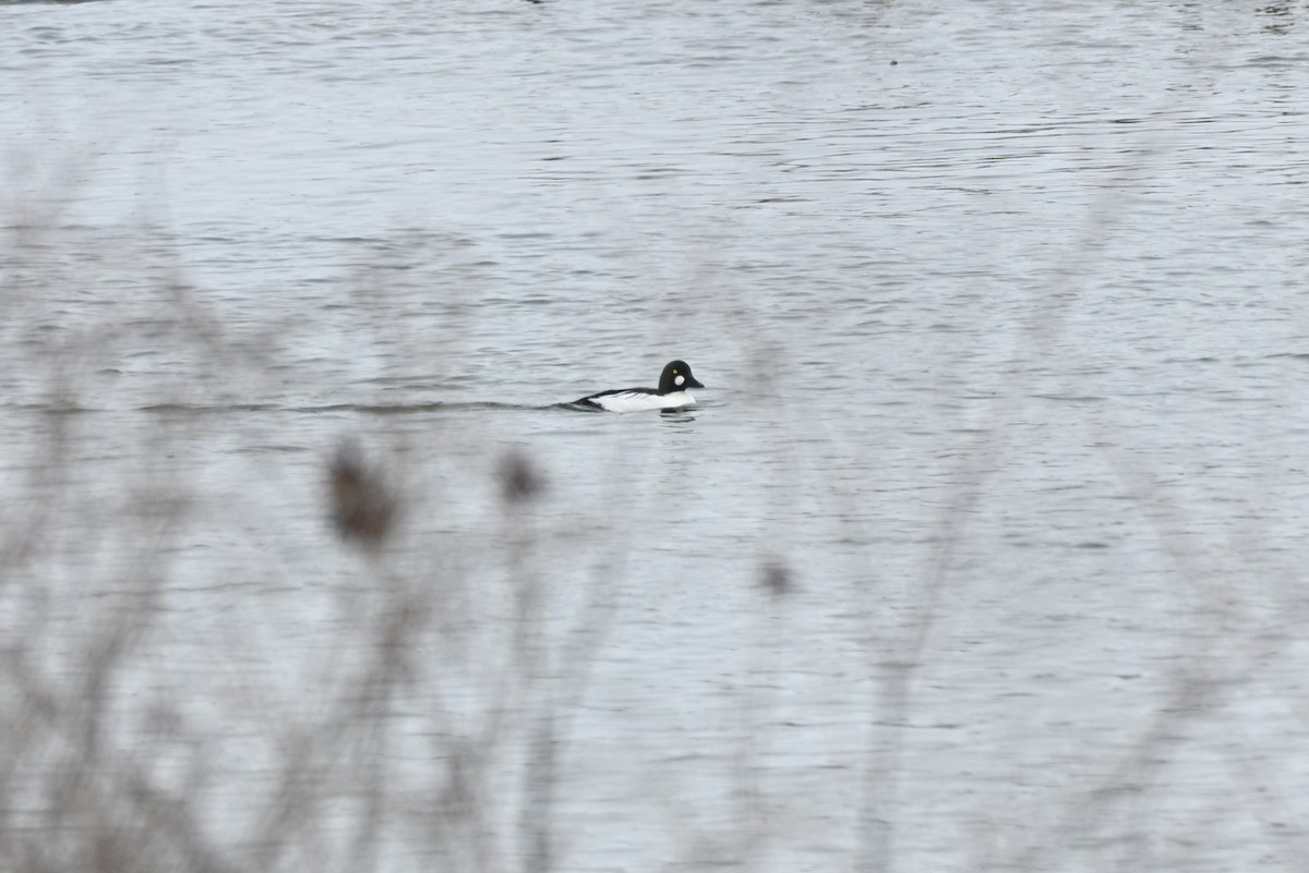 Common Goldeneye - ML646316205
