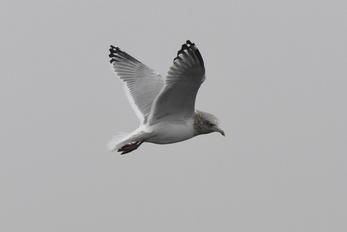 Larus sp. - ML646316208