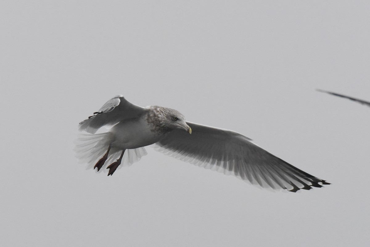Larus sp. - ML646316209