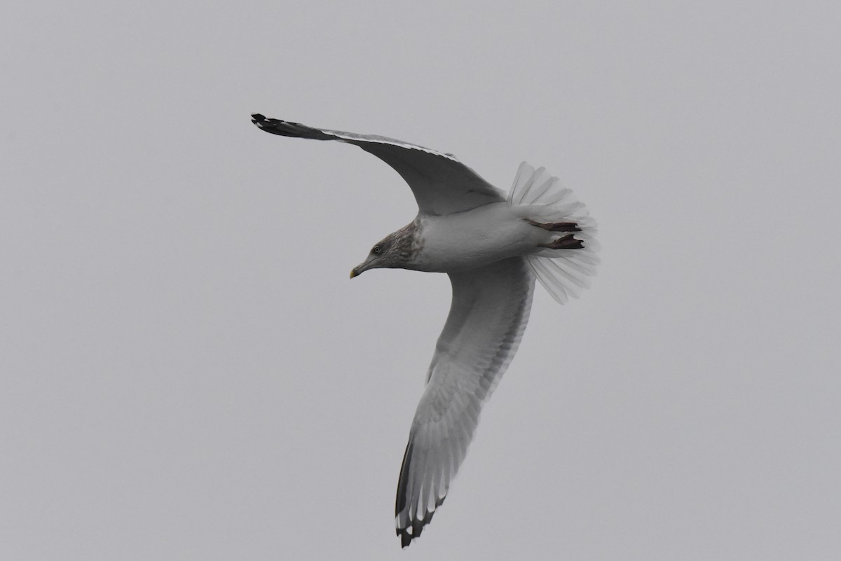 Larus sp. - ML646316210