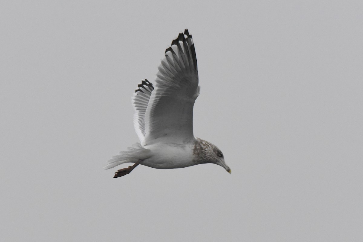 Larus sp. - ML646316211