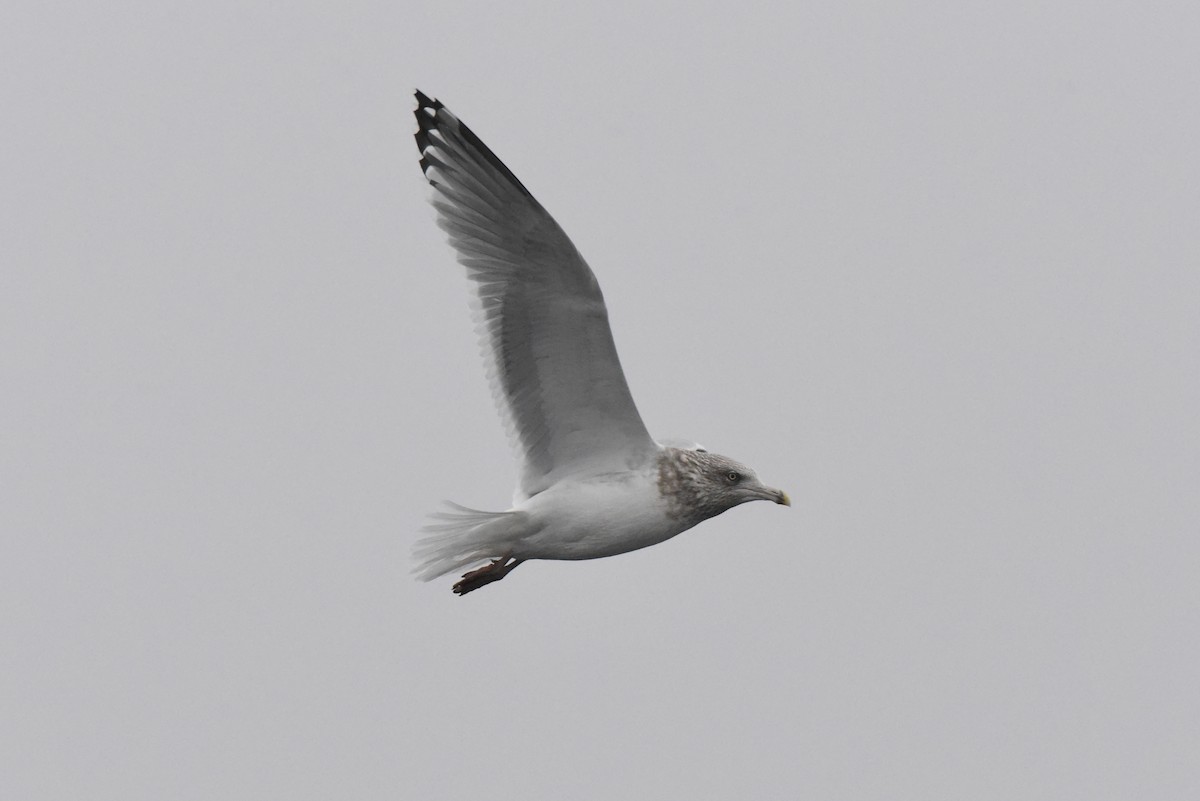 Larus sp. - ML646316212