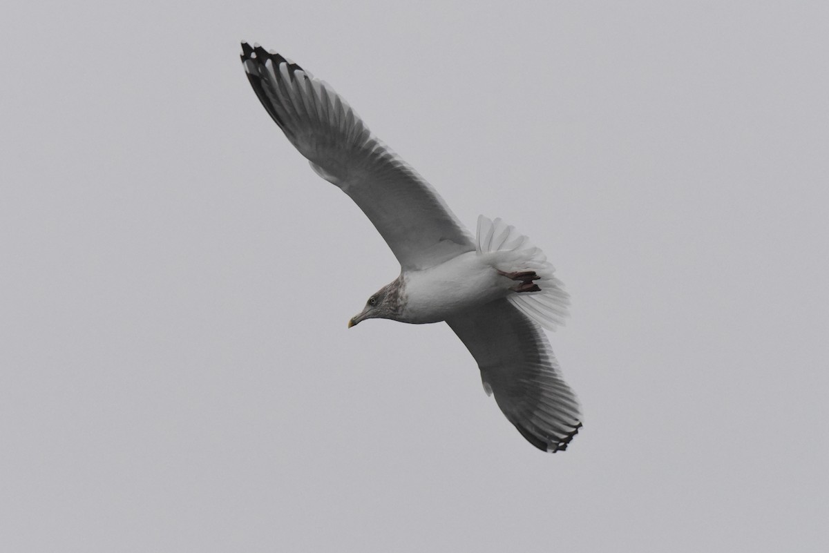 Larus sp. - ML646316213