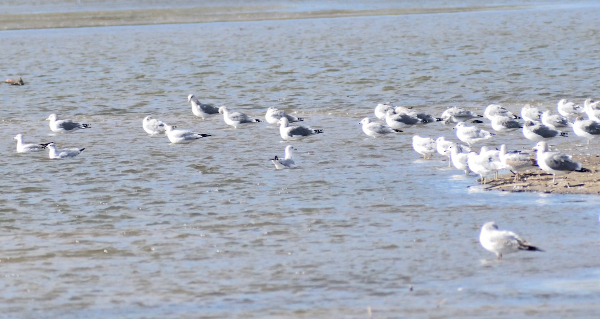 California Gull - ML646316224
