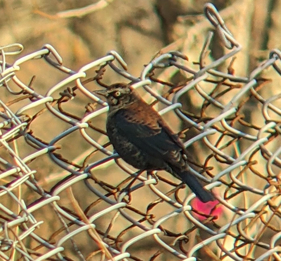 Rusty Blackbird - ML646316225