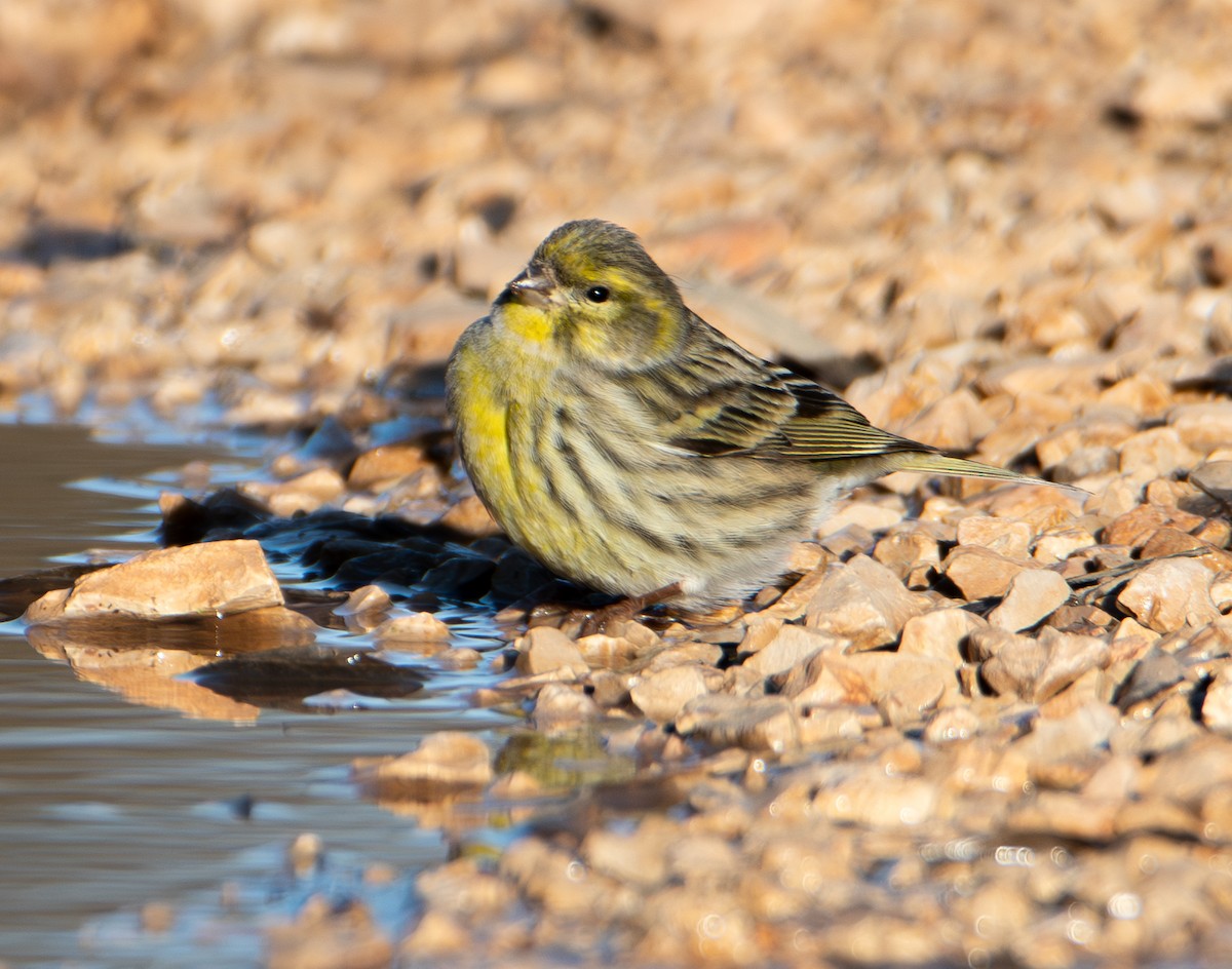 Txirriskila arrunta - ML646316226