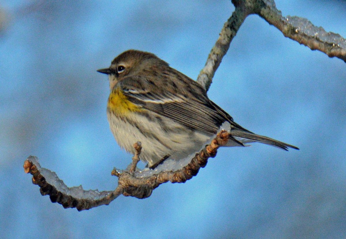 Taçlı Ötleğen (coronata) - ML646316227