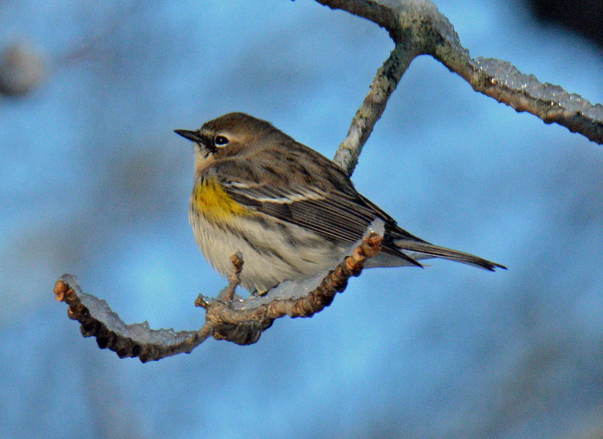 Taçlı Ötleğen (coronata) - ML646316228