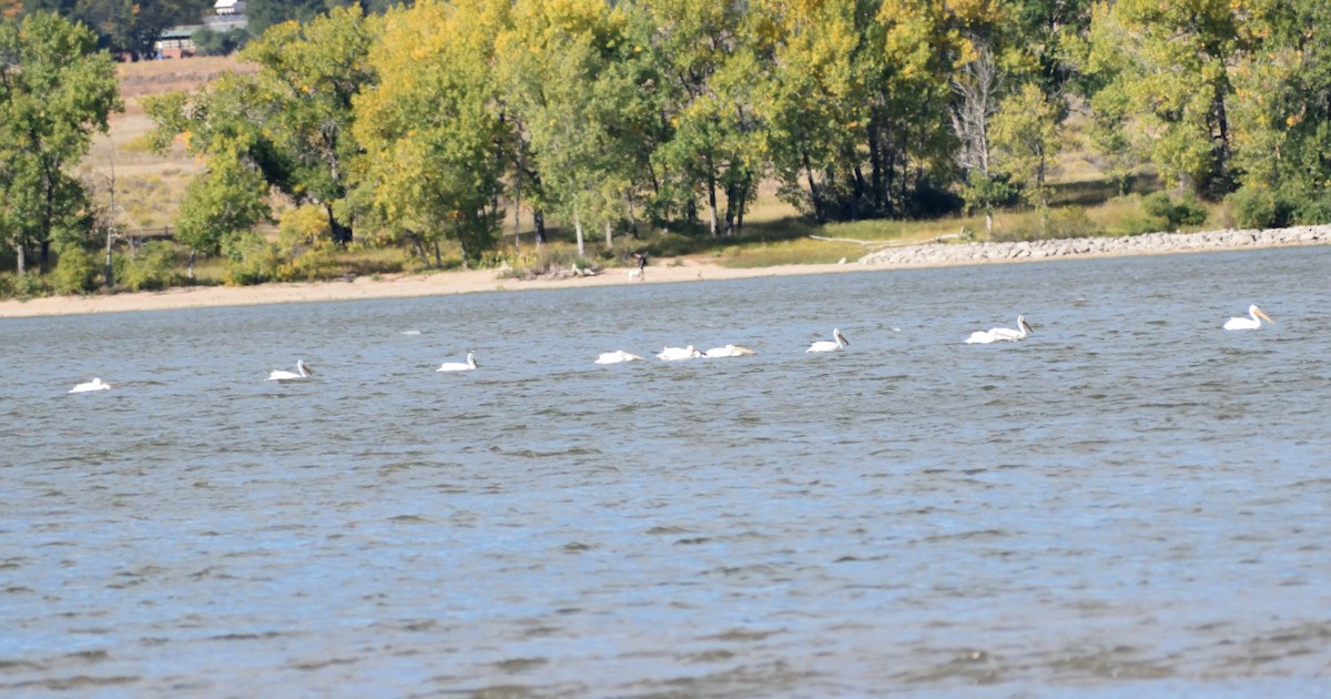 American White Pelican - ML646316230