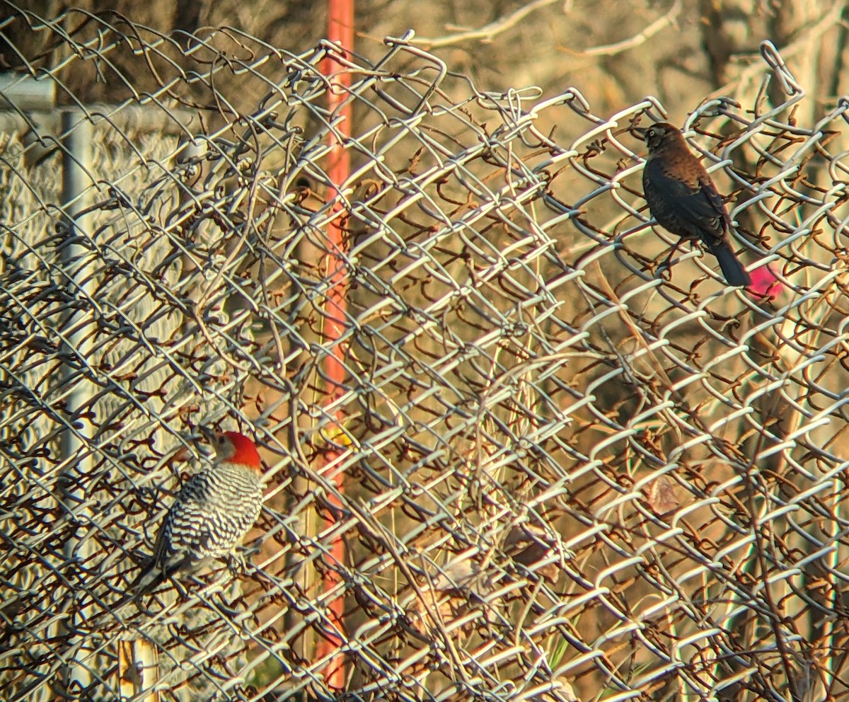 Rusty Blackbird - ML646316231