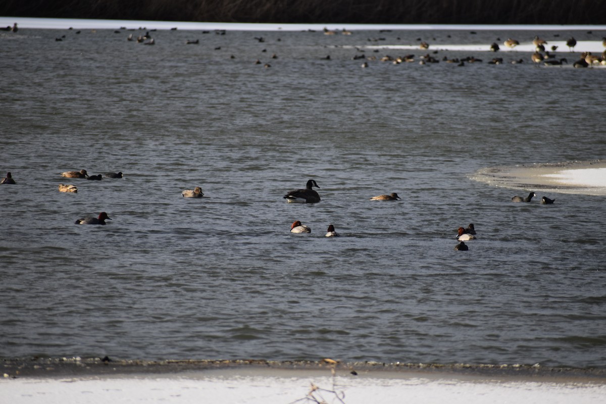 アメリカホシハジロ - ML646316233