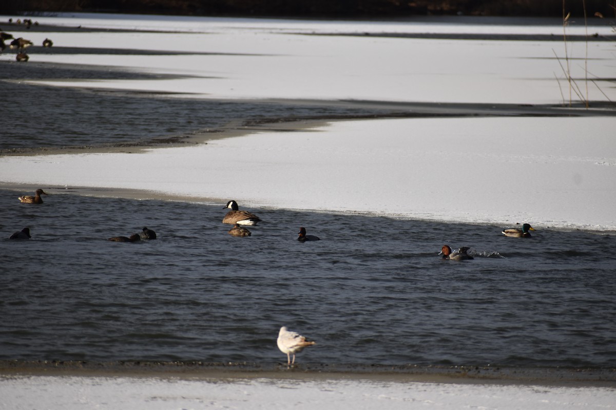 アメリカホシハジロ - ML646316235