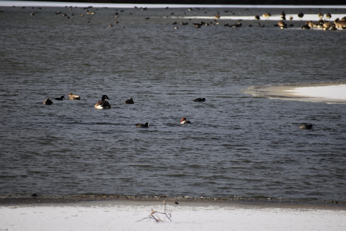 アメリカホシハジロ - ML646316236